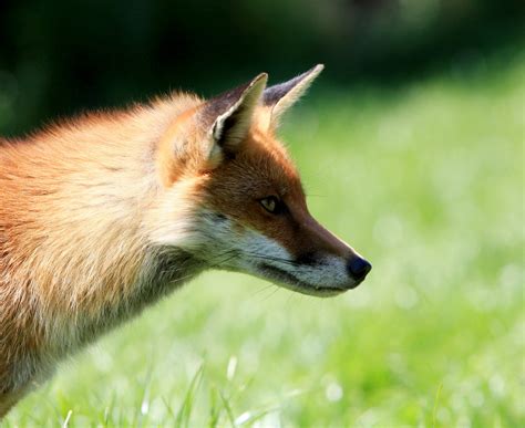 Fox Portrait Free Stock Photo - Public Domain Pictures