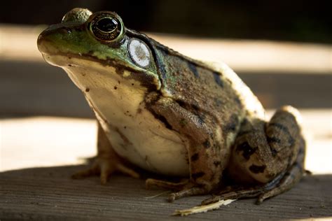 Michigan J Frog Another Shot Of My Very Cooperative Frogg Sharon