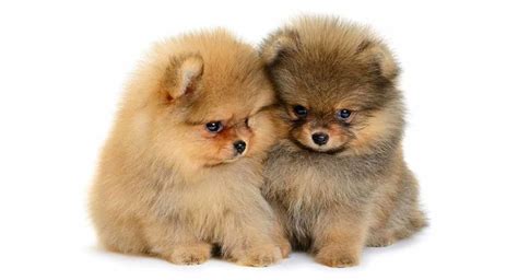 Pomeranian Names Hundreds Of Unique Ideas For Boys And Girls