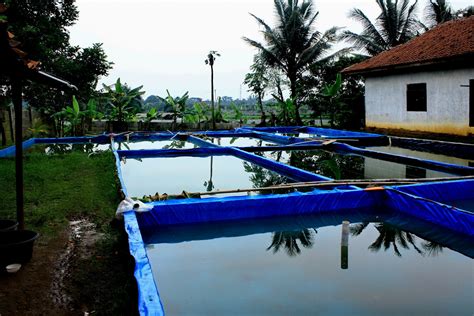 Usaha Budidaya Ikan Lele Di Kolam Terpal InfoAkuakultur