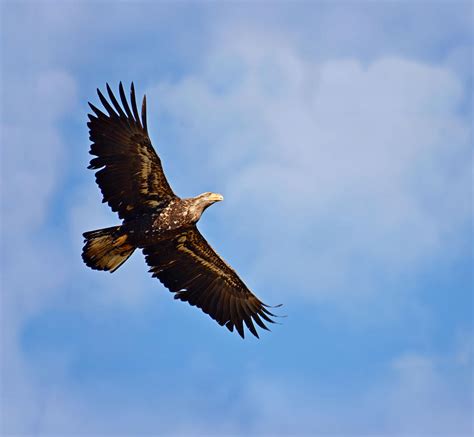 Juvenile Bald Eagle In Flight