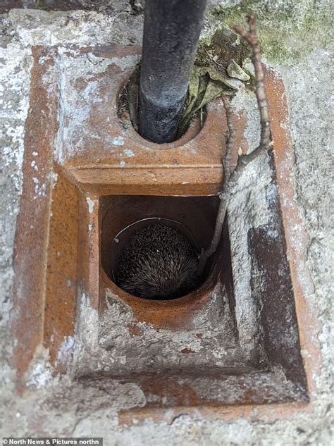 Hedgehogs Find Themselves In Prickly Situation After Falling Down