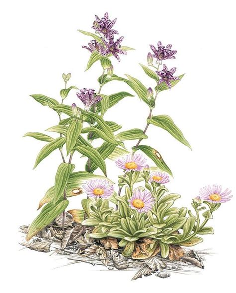 Ботанические иллюстрации: вдохновляющее цветочное искусство