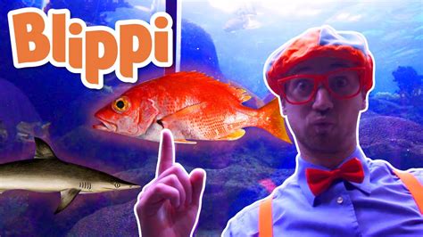 Blippi Wonders Blippi Explores The Ocean Blippi Animated Series Porn Porn Sex Picture