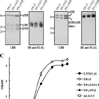 Inhibition Of 6 1 Integrin Binding To Laminin 511 By Synthetic 1