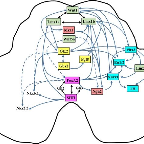 Signaling And Morphogens Involved In Midbrain And Mda Neuron Download Scientific Diagram