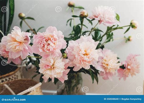 Beautiful Peonies Bouquet In Modern Boho Room Gentle Pink Peony