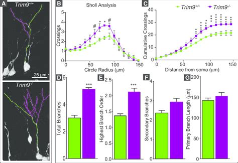 Deletion Of Trim9 Increases Dendritic Arborization Of Adult Born