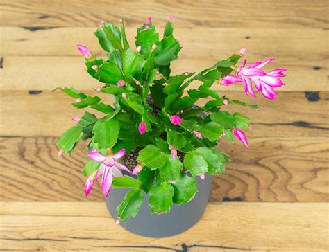 Два Ботаника - Комнатное растение Декабрист микс, арт. 28609