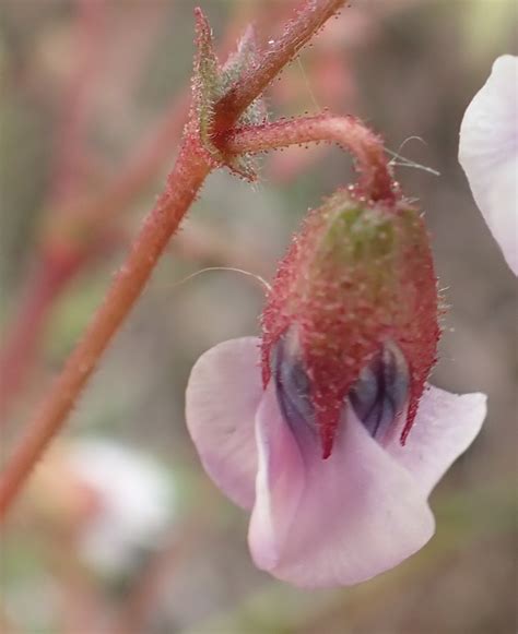 Hermannia Lacera From Heimersrivier Rd To De Rust Garden Route