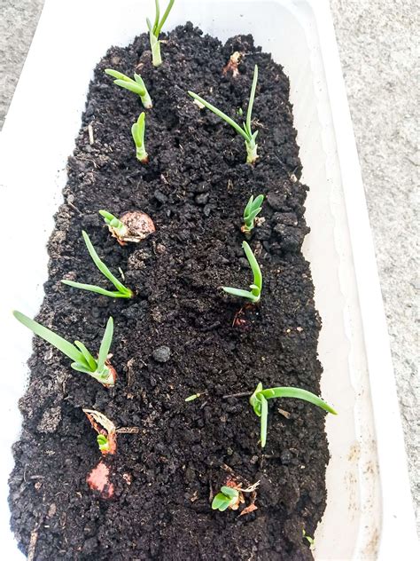 How To Grow Onions At Home - Homemade Mastery