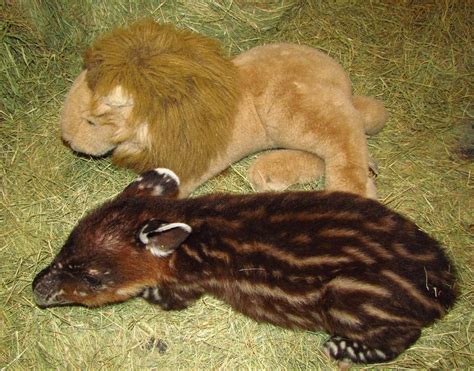 Baby Tapir Born January 4, 2014 | Reid Park Zoo