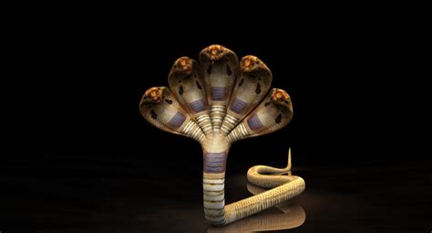 Five Head Snake Rigged Model 3d Model Rigged Cgtrader