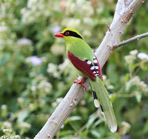 Common green magpie - Alchetron, The Free Social Encyclopedia