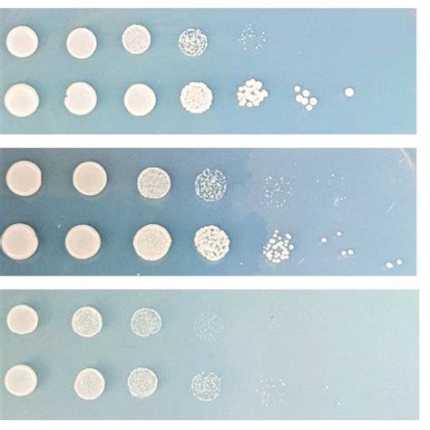 Ectopic Expression Of Gst Yvh Suppresses The Slow Growth Phenotype Of