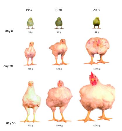 uk ready steady slow slow growing broilers  healthier