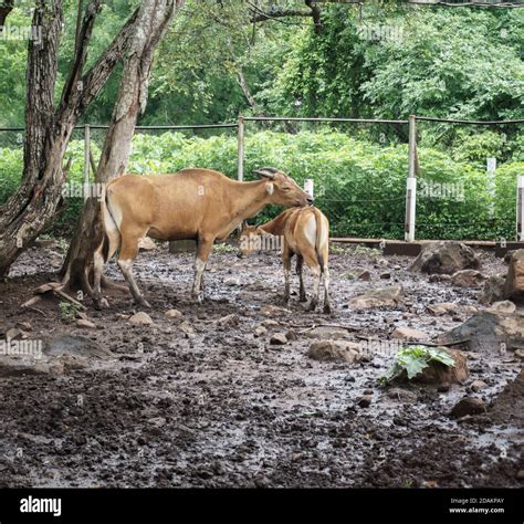 Baluran National Park Banyuwangi Indonesia Stock Photo Alamy