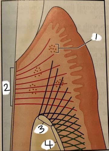 Ch Microscopic Anatomy Of The Periodontium Flashcards Quizlet