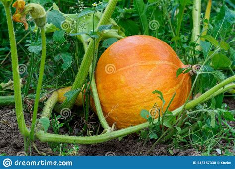 Hokkaido Pumpkin In Garden Growing Hokkaido Pumpkin On A Vegetable