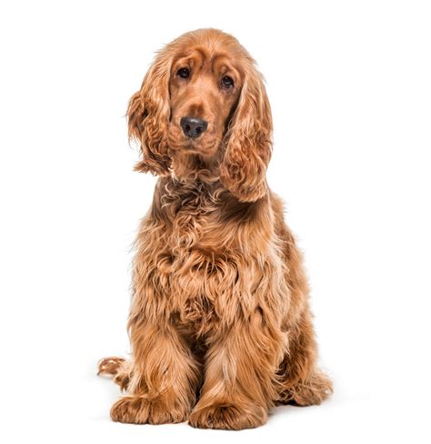 Premium Photo | English Cocker dog