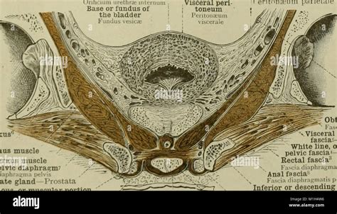 An Atlas Of Human Anatomy For Students And Physicians 1919