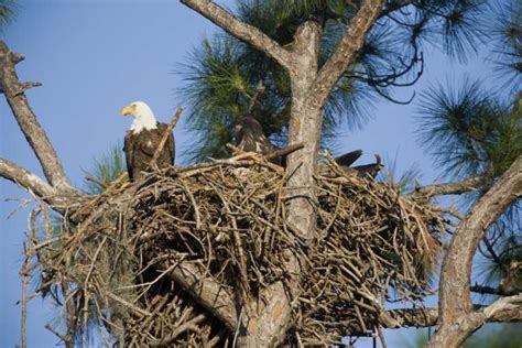Bald eagle population increasing in Florida | Conservation | The Earth
