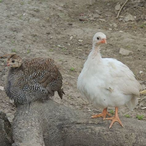 Отглеждаме токачки за вкусно и диетично месо | Български Фермер