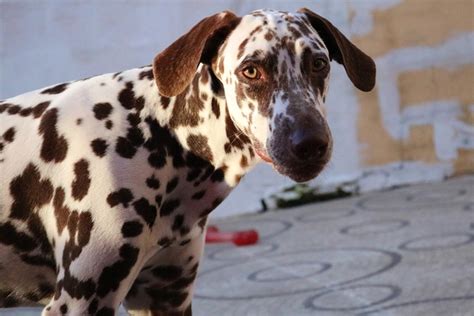 6 Different Dalmatian Colors (With Pictures) – Dogster