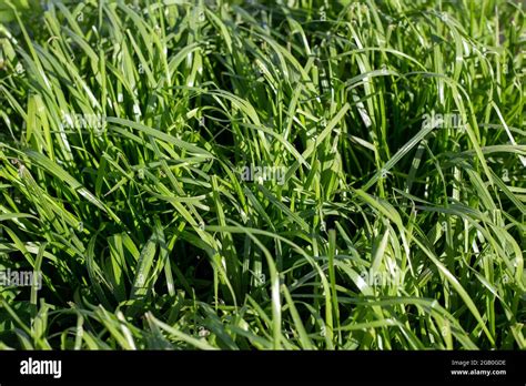 Tetraploid Italian Ryegrass Hi Res Stock Photography And Images Alamy