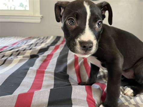 American Pit Bull Terrier Puppies For Sale St Louis MO 412734