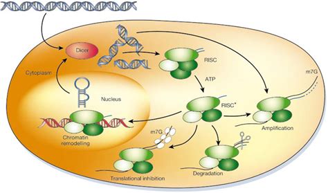 Non Coding Rna And Gene Expression Learn Science At Scitable