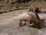 Naked Teda Bracci In The Big Bird Cage