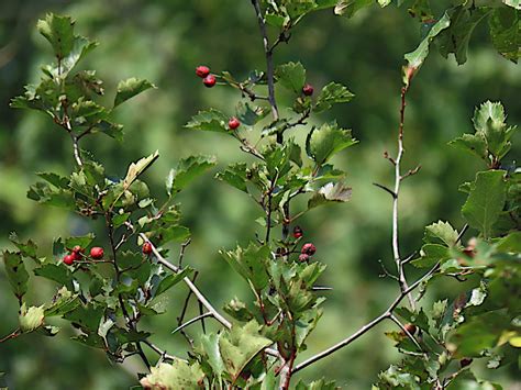 Les Cenelles Fruit De Laubépine Les Quatre Saisons