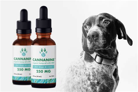 Cbd For Aggressive Dogs Best Cbd Oil For Dog Aggression