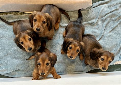 Miniature Long Haired Dachshund Puppies for Sale - Dikerdachs