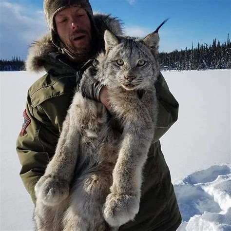 Canadian Lynx Cats Are Probably The Largest Kitties Ever