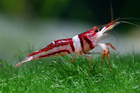 Freshwater Shrimp Suppliers with Best Product Technology - Fresh Water ...