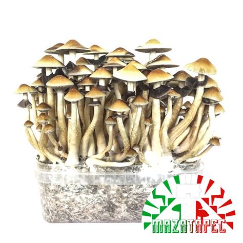 Psilocybin Mushroom Spores Kits