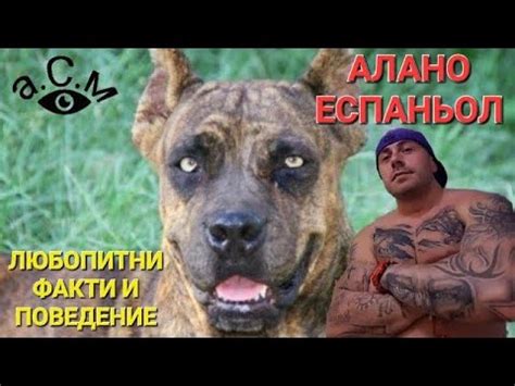 АЛАНО ЕСПАНЬОЛ - ЛЮБОПИТНИ ФАКТИ И ПОВЕДЕНИЕ а.С.м - YouTube