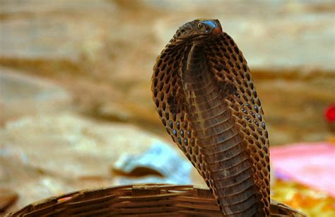 King Cobra | The Biggest Animals Kingdom