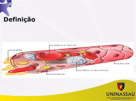 O Que E Tecido Sanguineo - 8