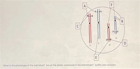 Solved The Pah Gene Is Located On Chromosome 12 Mutation Of