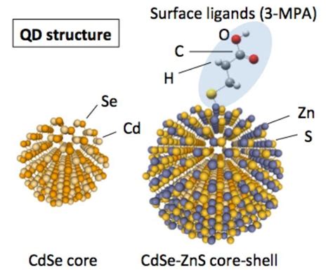 Sketch Of CdSe Core And Core Shell Configuration Of CdSe ZnS Quantum