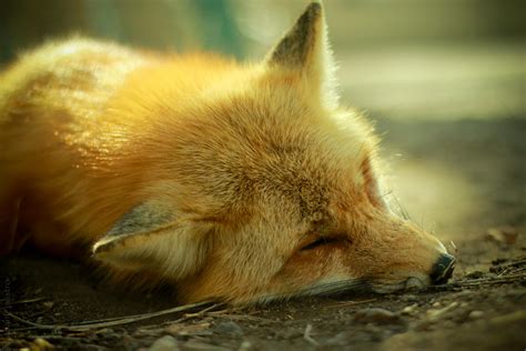 Sleeping FOX by zserve on DeviantArt