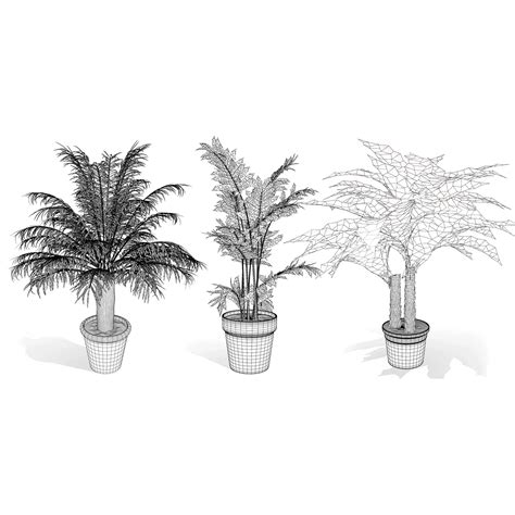 indoor palm tree species 5