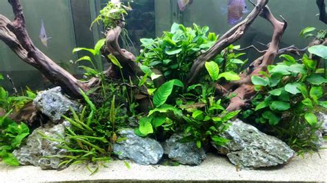 Ikan Discus Aquascape Youtube