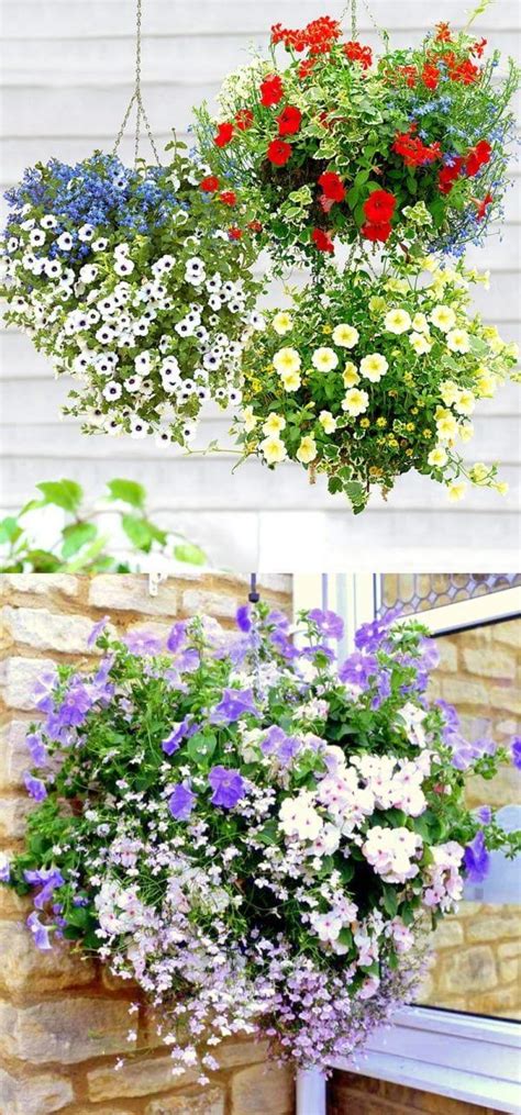 20 Best Hanging Basket Plants For Sun Or Shade And How To Plant 15