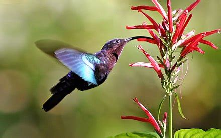 Hummingbirds - Wikiquote