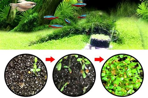 Senzeal aquatic plants seeds | Aquatic plant seeds, Live aquarium ...