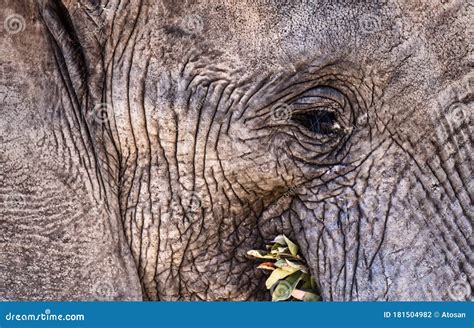 Close Up of an Elephant Face Stock Photo - Image of elephant ...